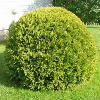 Туя ДАНИКА АУРЕА западная в Сморгони