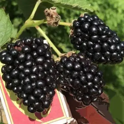 Ежевика ПРАЙМ АРК 45 ремонтантная   в Сморгони