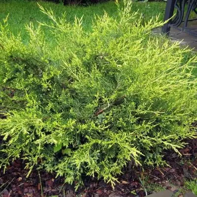 Можжевельник КУРИВАО ГОЛД китайский в Сморгони