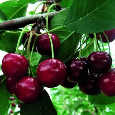 Дюк ЖИВИЦА (ЧЕРЕВИШНЯ) в Сморгони