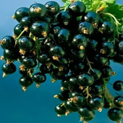 Смородина чёрная ИЗЮМНАЯ в Сморгони
