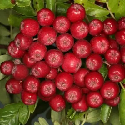 Рябина РУБИНОВАЯ сладкоплодная в Сморгони