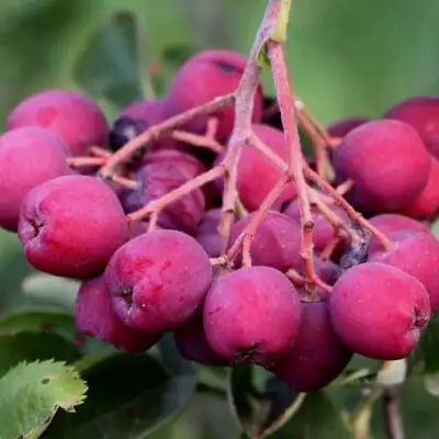 Рябина ДЕСЕРТНАЯ МИЧУРИНА сладкоплодная в Сморгони