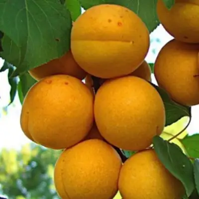 Абрикос ОНТАРИО в Сморгони