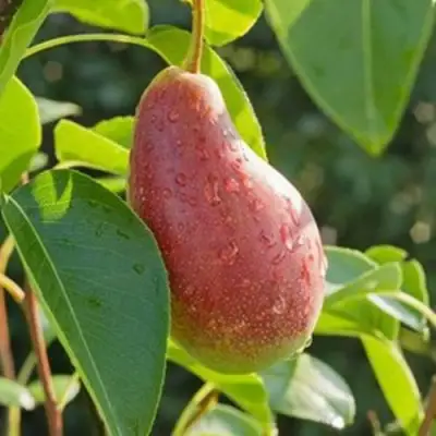 Груша ЯКОВЛЕВСКАЯ в Сморгони