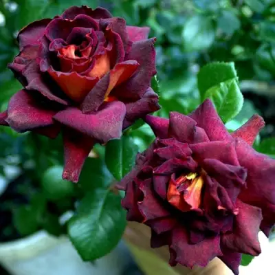 Роза ЭДДИ МИТЧЕЛЛ чайно-гибридная в Сморгони