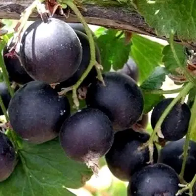 ЙОШТА в Сморгони