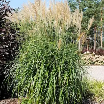 Мискантус ВАНИЛЛА СКАЙ китайский в Сморгони