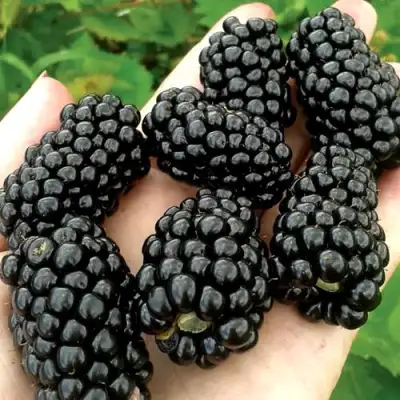 Ежевика ПРАЙМ АРК ФРИДОМ ремонтантная  в Сморгони