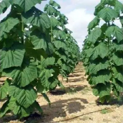 Павловния ПАО ТОГН Z07 в Сморгони