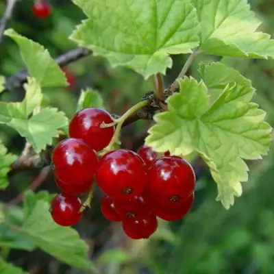 Смородина альпийская ШМИДТ в Сморгони