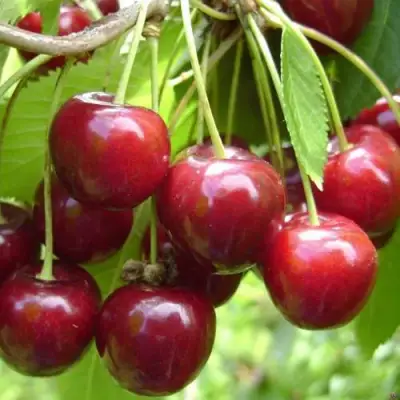 Черешня СИНЯВСКАЯ в Сморгони