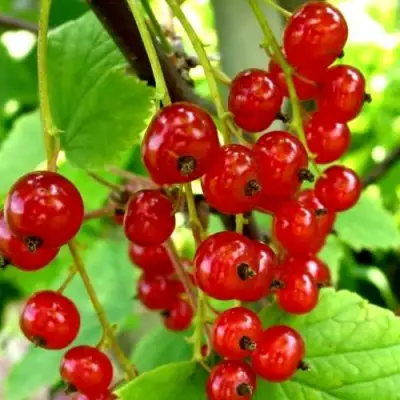 Смородина красная КОРАЛЛОВАЯ в Сморгони