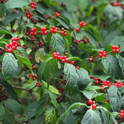 Жимолость МААКА в Сморгони