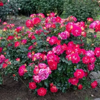 Роза БРЕРА флорибунда в Сморгони