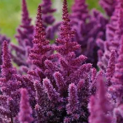 Астильба ПЕПЛ РЕЙН гибридная в Сморгони