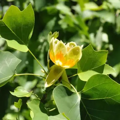 ЛИРИОДЕНДРОН тюльпанный в Сморгони