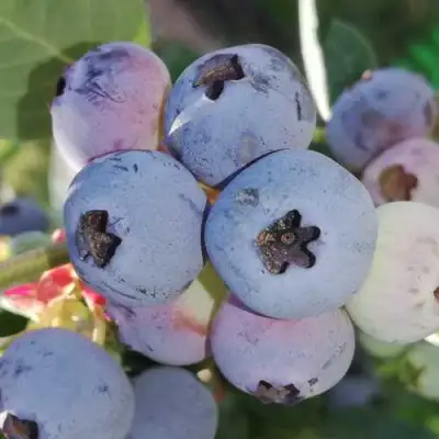 Голубика ХАРРИСОН в Сморгони