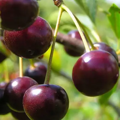 Вишня ЛИВЕНСКАЯ в Сморгони