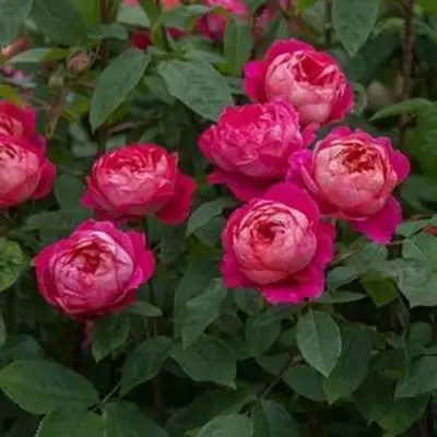 Роза БЕНДЖАМИН БРИТТЕН шраб в Сморгони