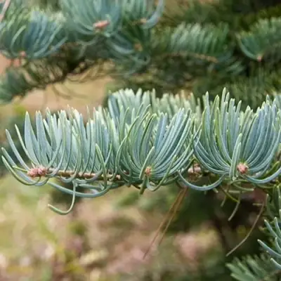 Пихта КОНКОЛОР в Сморгони