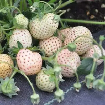 Клубника АНАНАСА ремонтантная в Сморгони