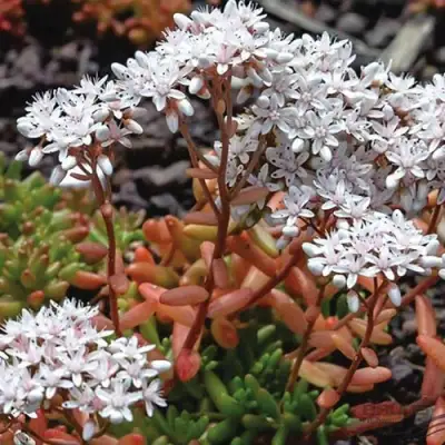 Очиток (седум) КОРАЛ КАРПЕТ белый в Сморгони