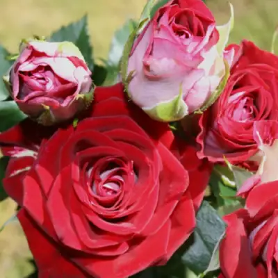 Роза РУБИ СТАР спрей в Сморгони