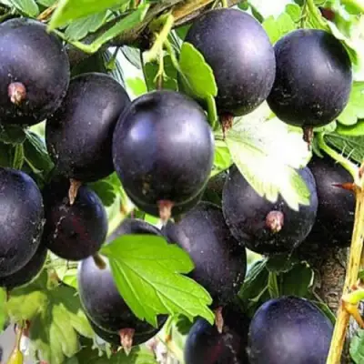 Крыжовник ЧЕРНОМОР в Сморгони