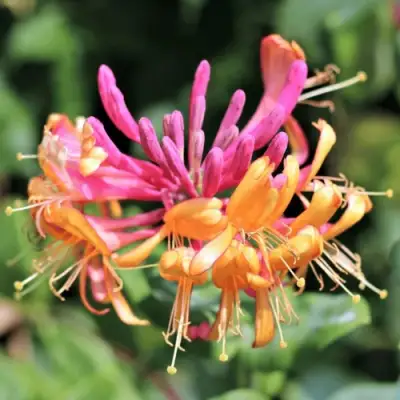 Жимолость ГЕКРОТА в Сморгони