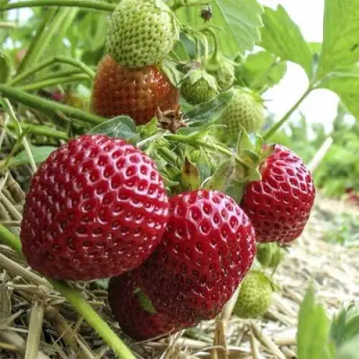 Клубника ЗЕНГА-ЗЕНГАНА в Сморгони