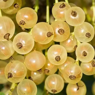 Смородина белая СМОЛЬЯНИНОВСКАЯ в Сморгони