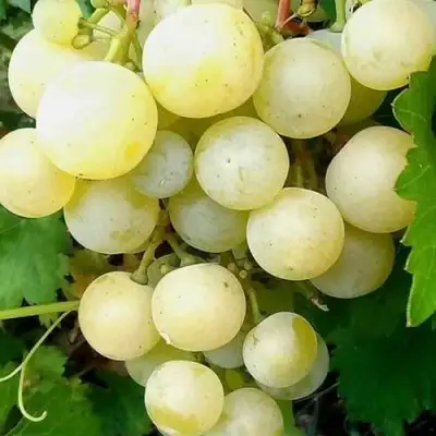 Виноград КЕША МУСКАТ в Сморгони