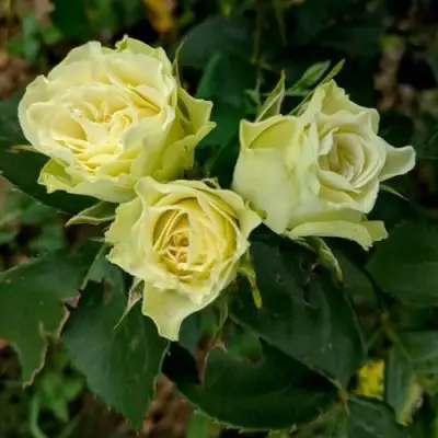 Роза ЛУВИАНА спрей в Сморгони