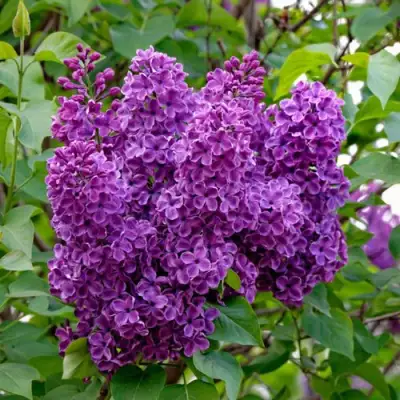 Сирень СУМЕРКИ в Сморгони