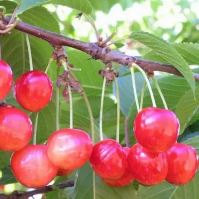 Черешня НАСЛАЖДЕНИЕ в Сморгони