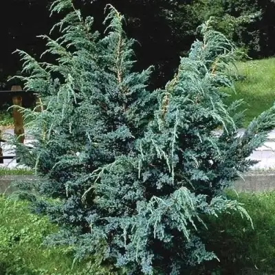 Можжевельник БЛЮ АЛЬПС китайский  в Сморгони