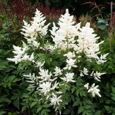 Астильба ДОЙЧЛАНД японская в Сморгони