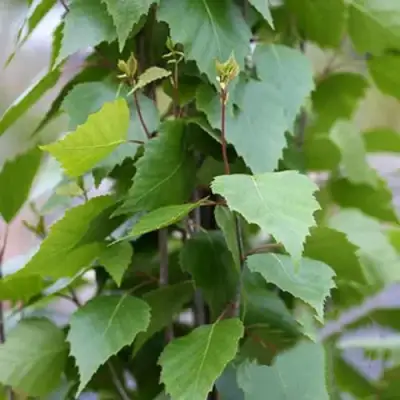Береза ФАСТИГИАТА повислая  в Сморгони