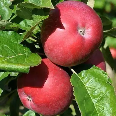 Яблоня СОЗВЕЗДИЕ колонновидная в Сморгони