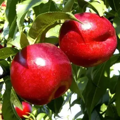 Нектарин ХАРКО в Сморгони