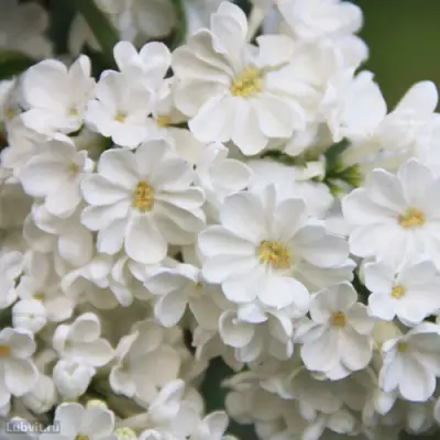 Сирень РОЧЕСТЕР в Сморгони