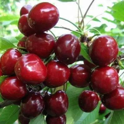 Черешня ГРОНКАВАЯ в Сморгони