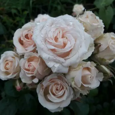 Роза ЯНА спрей в Сморгони