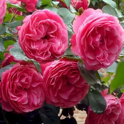 Роза ЛЕОНАРДО ДА ВИНЧИ флорибунда в Сморгони