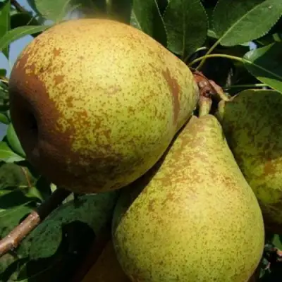 Груша ГЕНЕРАЛ ЛЕКЛЕРК в Сморгони