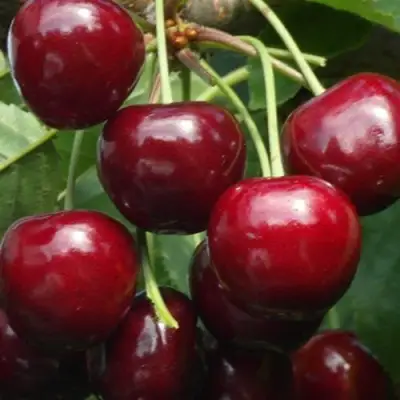 Черешня ГРОНКАВАЯ в Сморгони