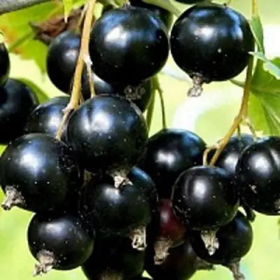 Смородина чёрная СОКРОВИЩЕ в Сморгони