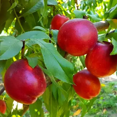 Нектарин НЕКТАРЕД-4 в Сморгони