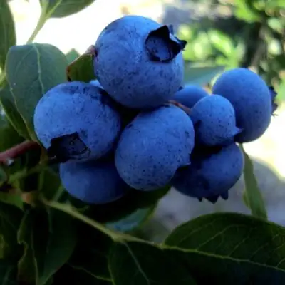 Голубика ДЖЕРСИ в Сморгони